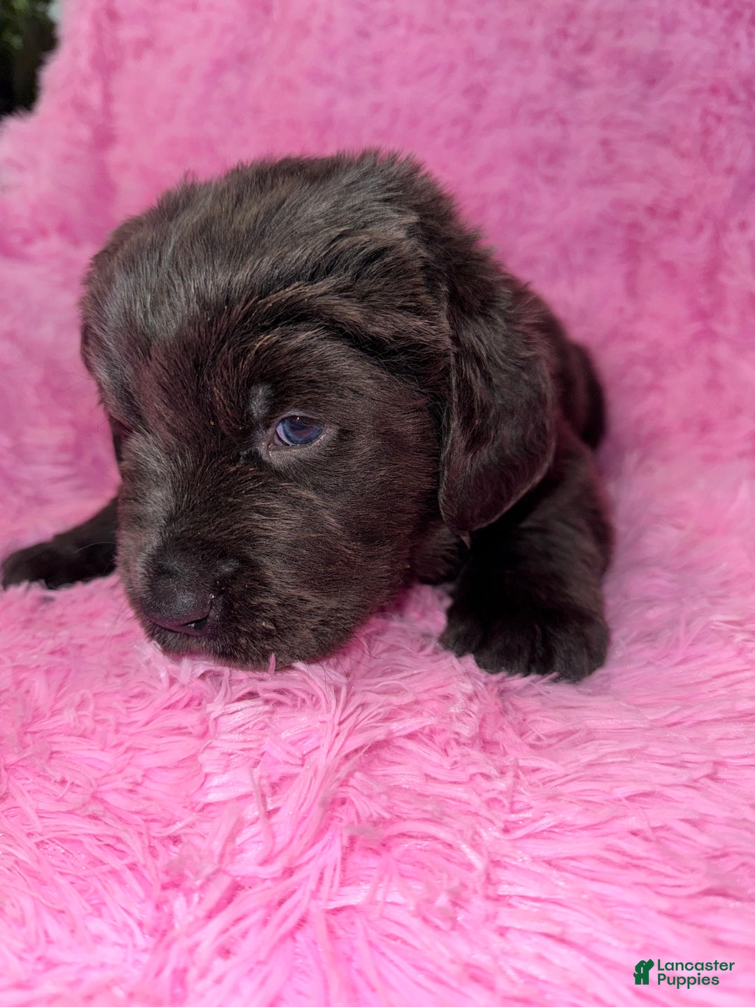 Newfoundland dogs for sale: Grey female - Ad 2