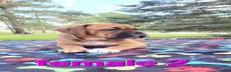 Mixed Breed dogs for sale: Zara - Ad 13