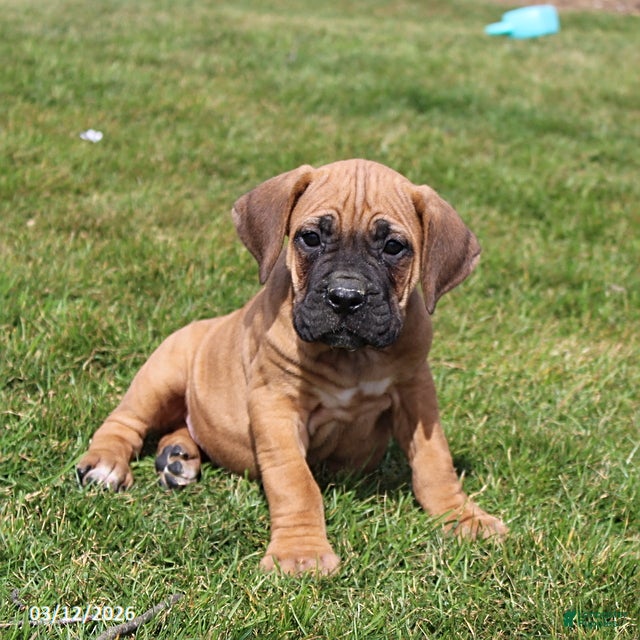 Cane Corso dogs Gunner - Ad 2