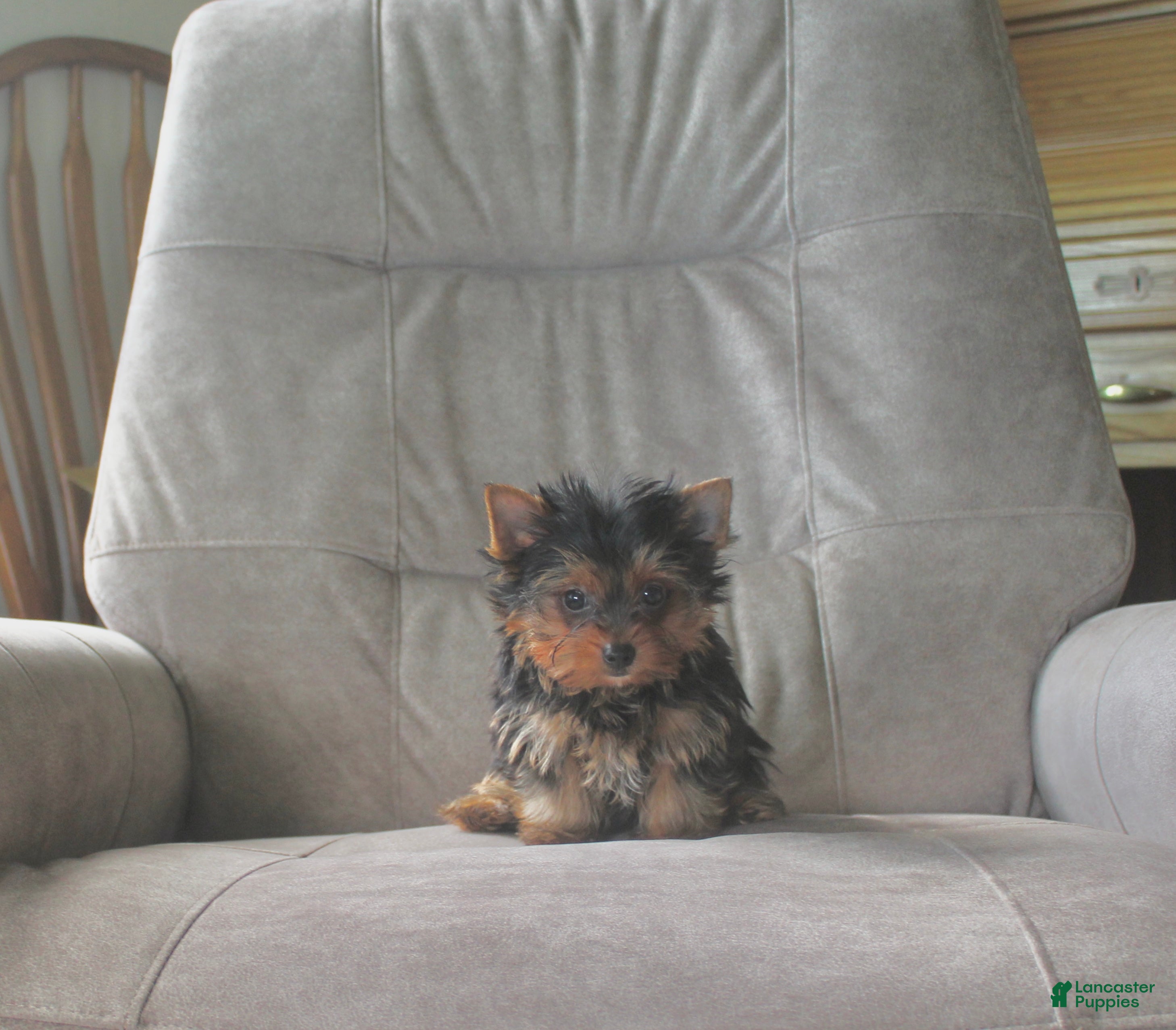 Yorkshire Terrier dogs Buddy - Ad 2