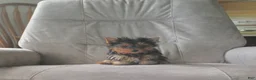 Yorkshire Terrier dogs for sale: Buddy - Ad 2