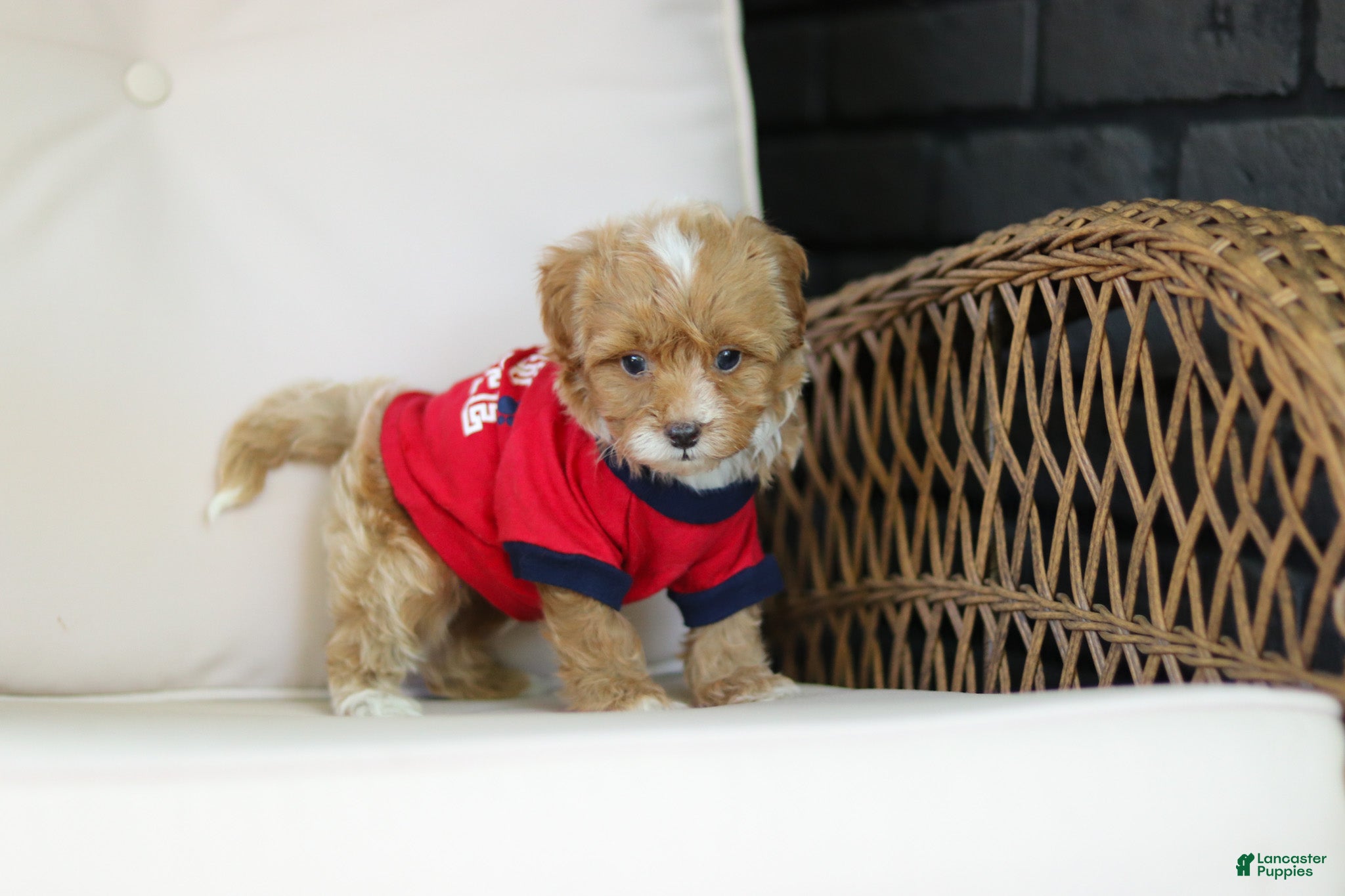 Cavapoo dogs for sale: Brady - Ad 13
