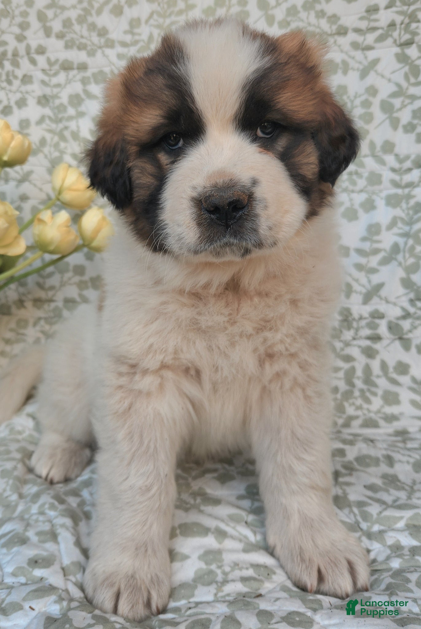 Mixed Breed dogs Doogen - Ad 1