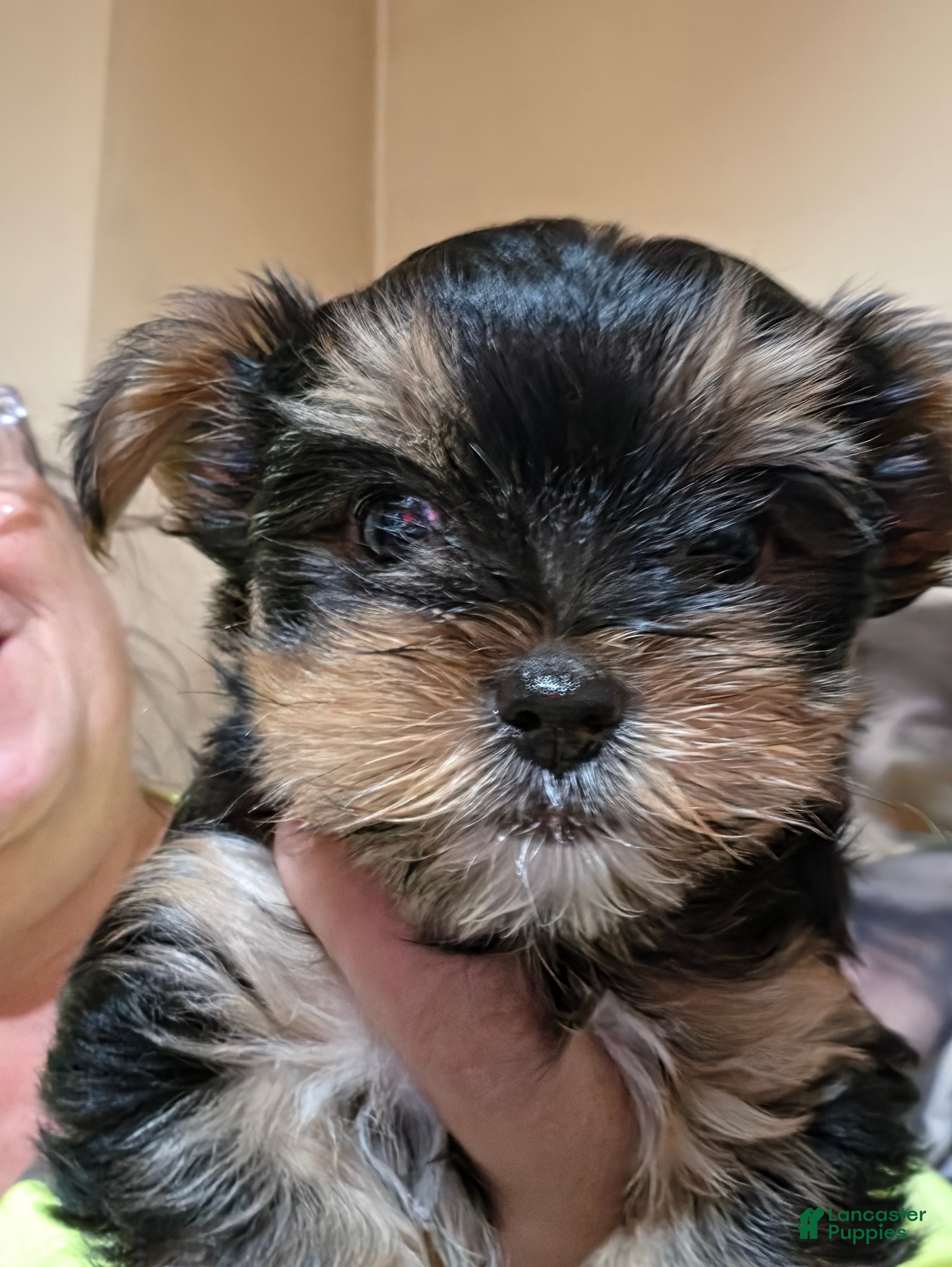 Mixed Breed dogs Cookie - Ad 27