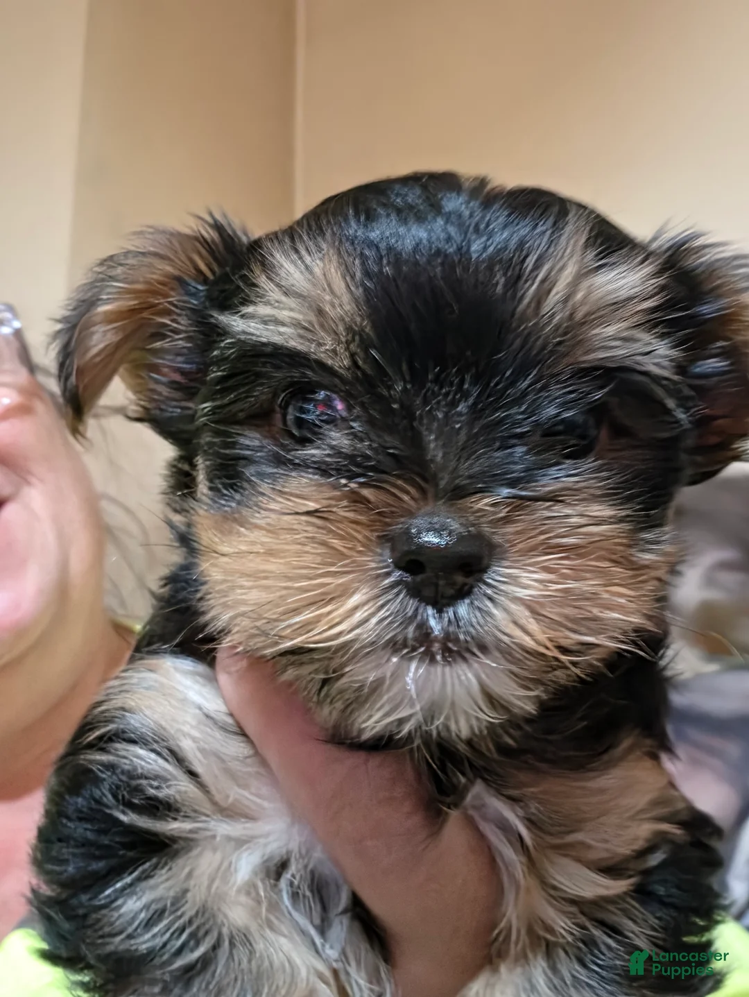 Mixed Breed dogs for sale: Cookie - Ad 1