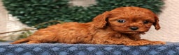 Cavapoo dogs for sale: Lana - Ad 6
