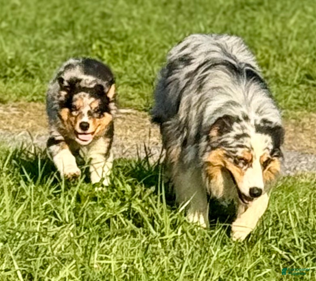 Australian Shepherd dogs for sale: Toothless - Ad 3