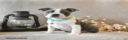 Boston Terrier dogs for sale: Romeo - Ad 4