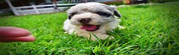 Havapoo dogs for sale: Sugar - Ad 5