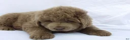 Newfoundland dogs for sale: Newfoundland Puppy 5 - Ad 7