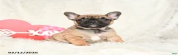 French Bulldog dogs for sale: Hazel - Ad 1