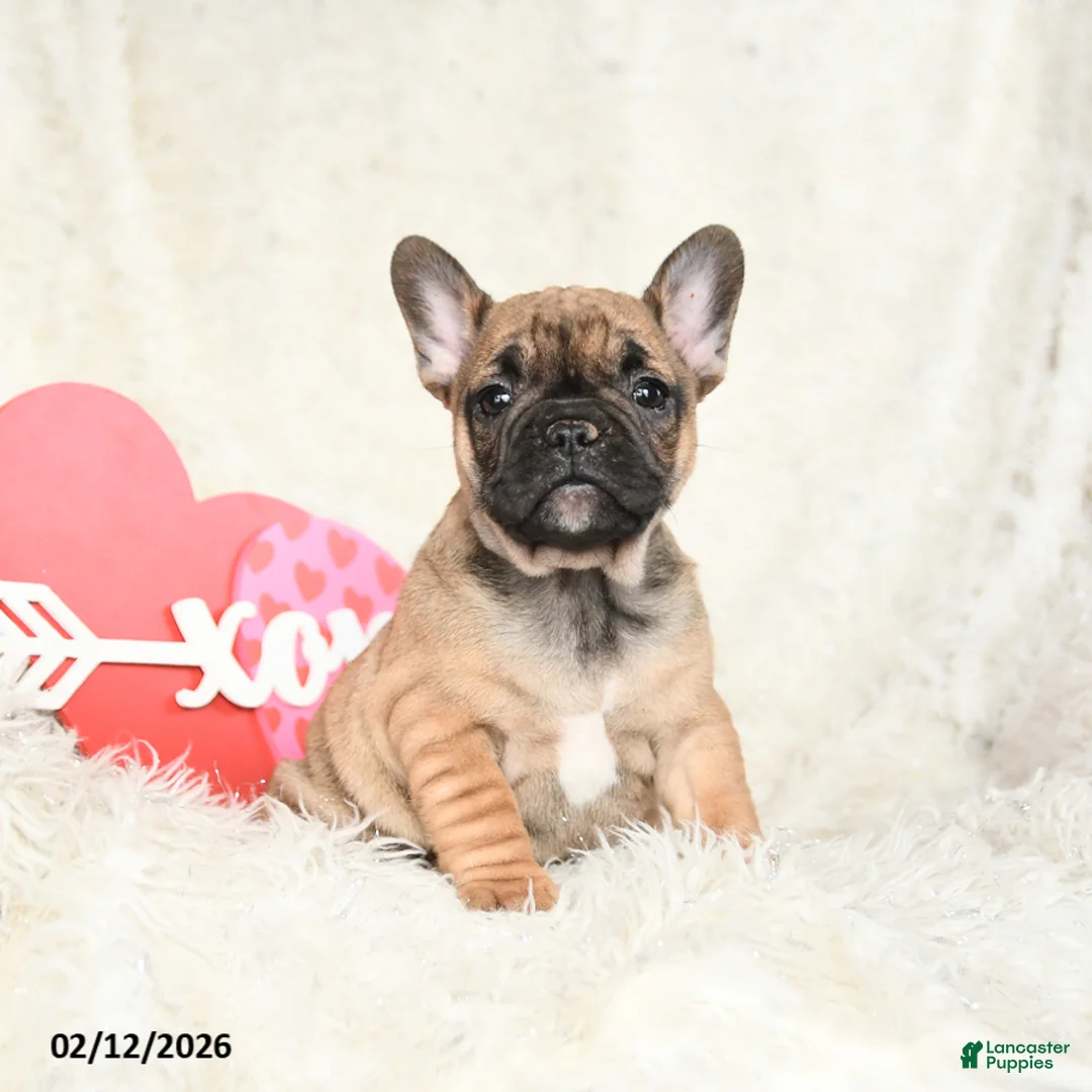 French Bulldog dogs for sale: Hazel - Ad 1