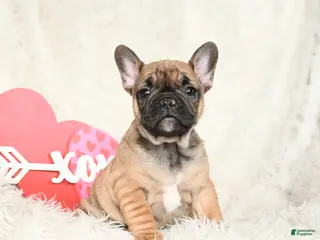 French Bulldog dogs Hazel - Ad 8