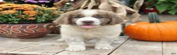 Newfoundland dogs for sale: Ava  - Ad 1