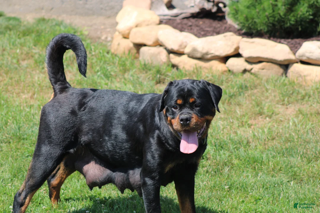 Rottweiler dogs for sale: Mason - Ad 7
