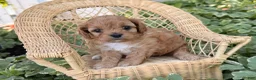 Cockapoo dogs for sale: Sunshine  - Ad 3