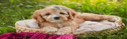 Mixed Breed dogs for sale: Pixie Munchkin Bernedoodle - Ad 8