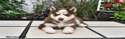 Siberian Husky dogs for sale: Sierra - Ad 3