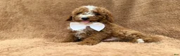 Mini Goldendoodle dogs for sale: Lane - Ad 5