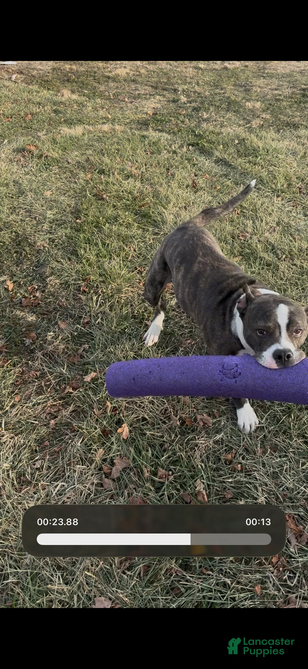 Mixed Breed dogs for sale: Johnna  - Ad 17