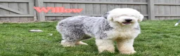 Old English Sheepdog dogs for sale: Mario - Ad 4