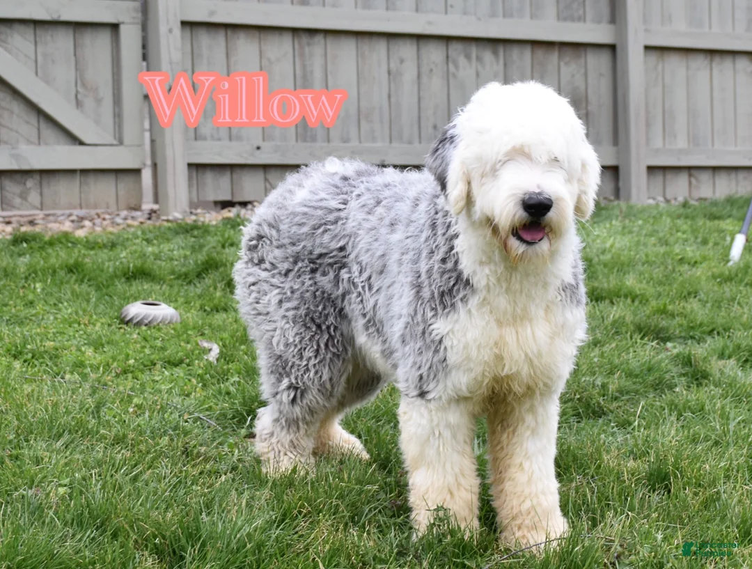 Old English Sheepdog dogs for sale: Mario - Ad 4