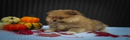 Pomeranian dogs for sale: 🐾 Meet Roxy — A Bouncy Little Ball of Fluff! 🐾 - Ad 11