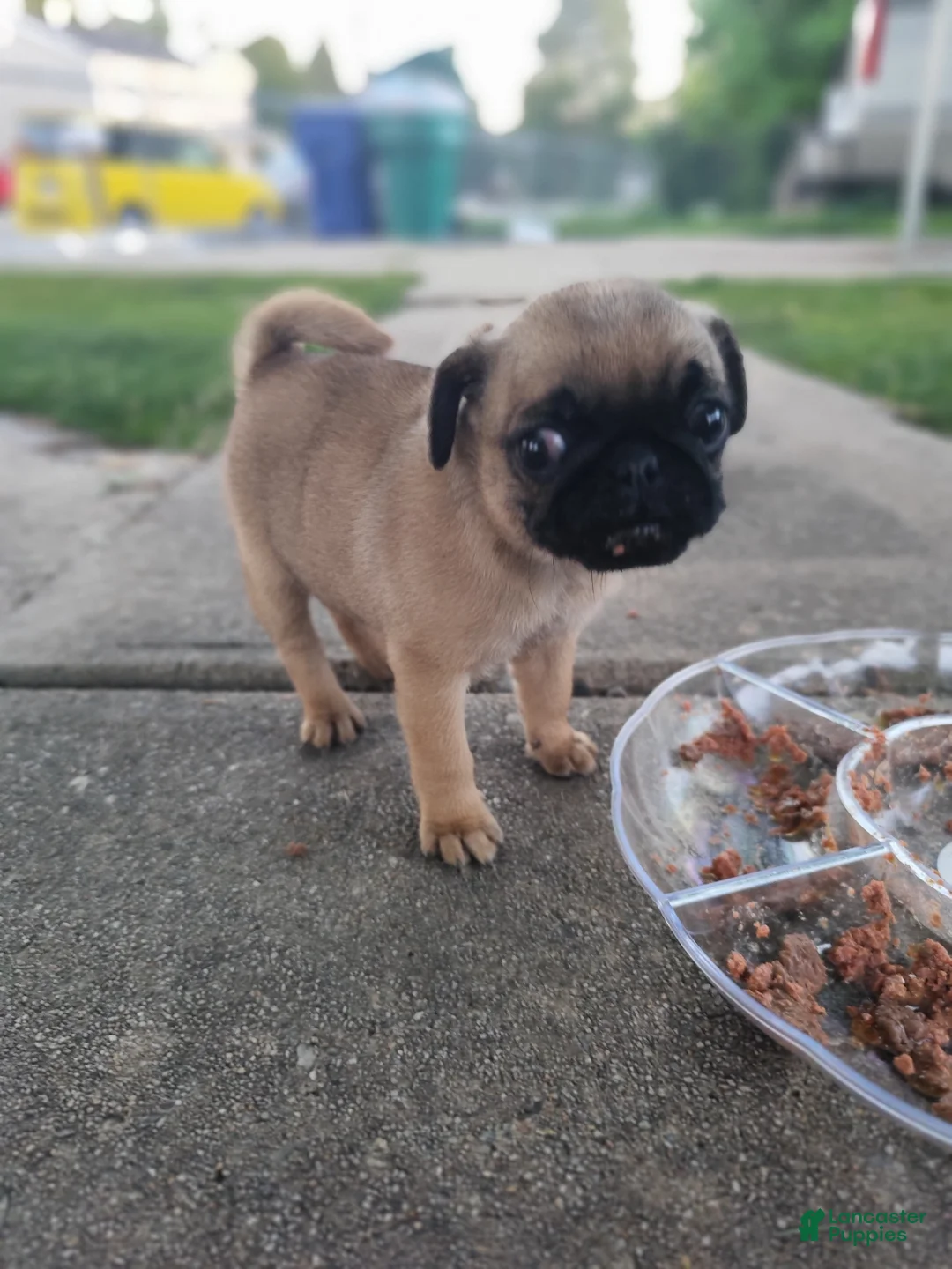 Pug dogs for sale: Pug 3 - Ad 2