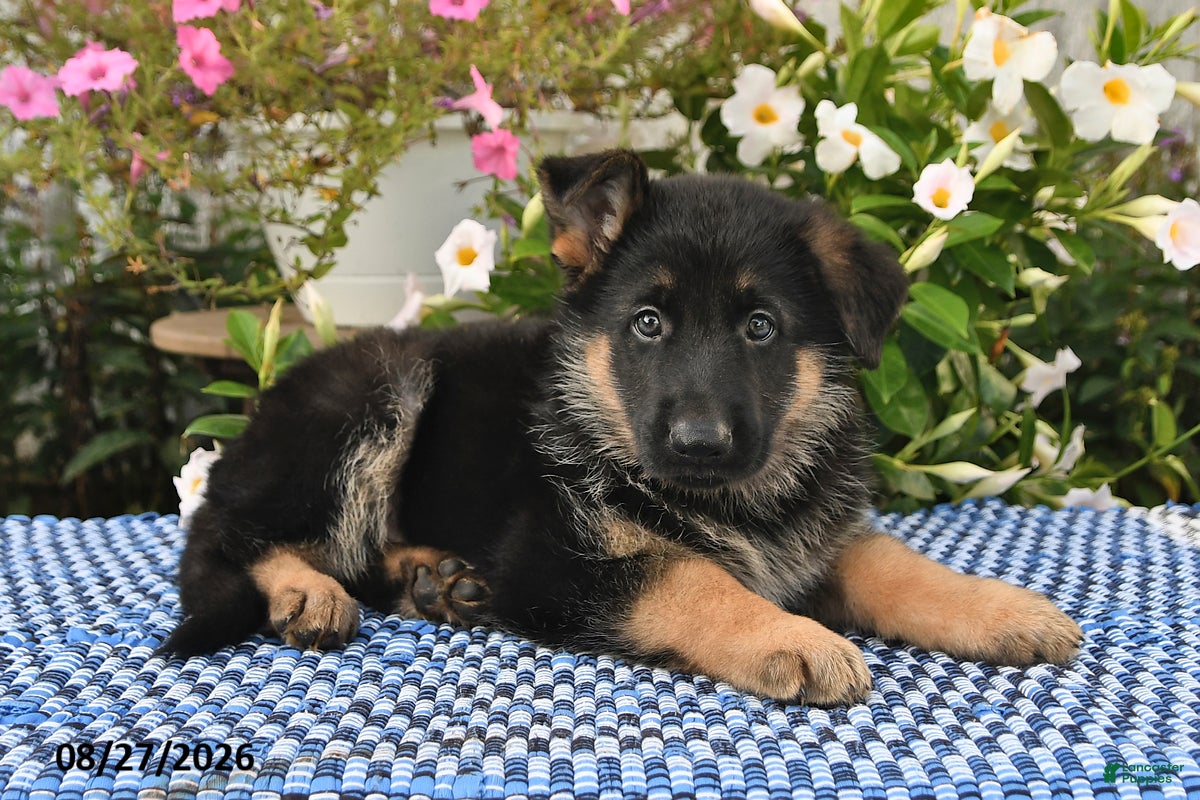 German Shepherd dogs Archie - Ad 2