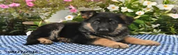 German Shepherd dogs for sale: Archie - Ad 2