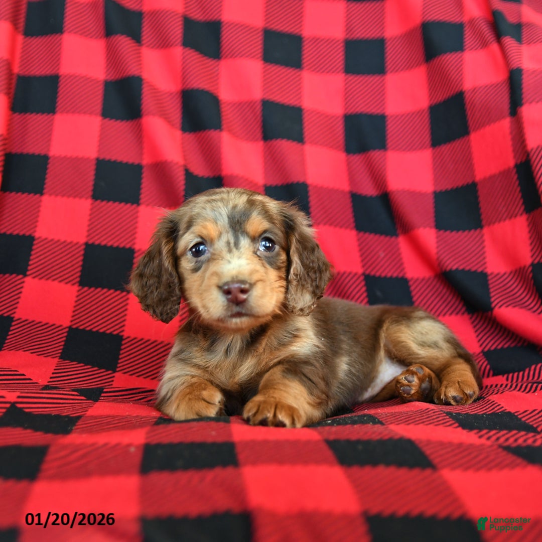 Miniature Dachshund dogs for sale: Patches - Ad 3