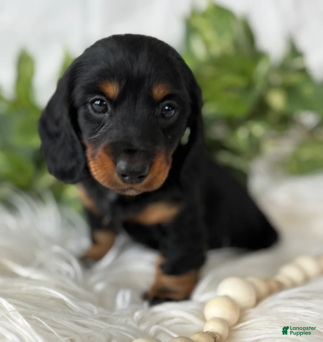 Miniature Dachshund dogs for sale: Sugar Gal Miniature Dachshund  - Ad 5