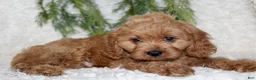 Cavapoo dogs for sale: Cavapoo 2 - Ad 2