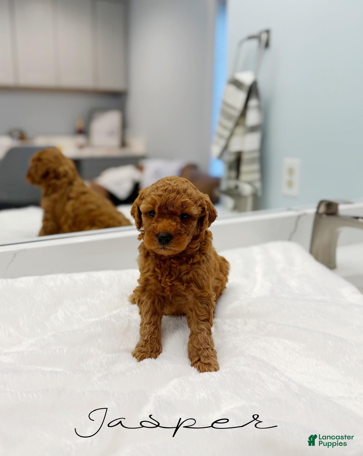 Mini Goldendoodle dogs Jasper - Ad 1