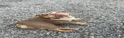 English Bulldog dogs for sale: Raven - Ad 4
