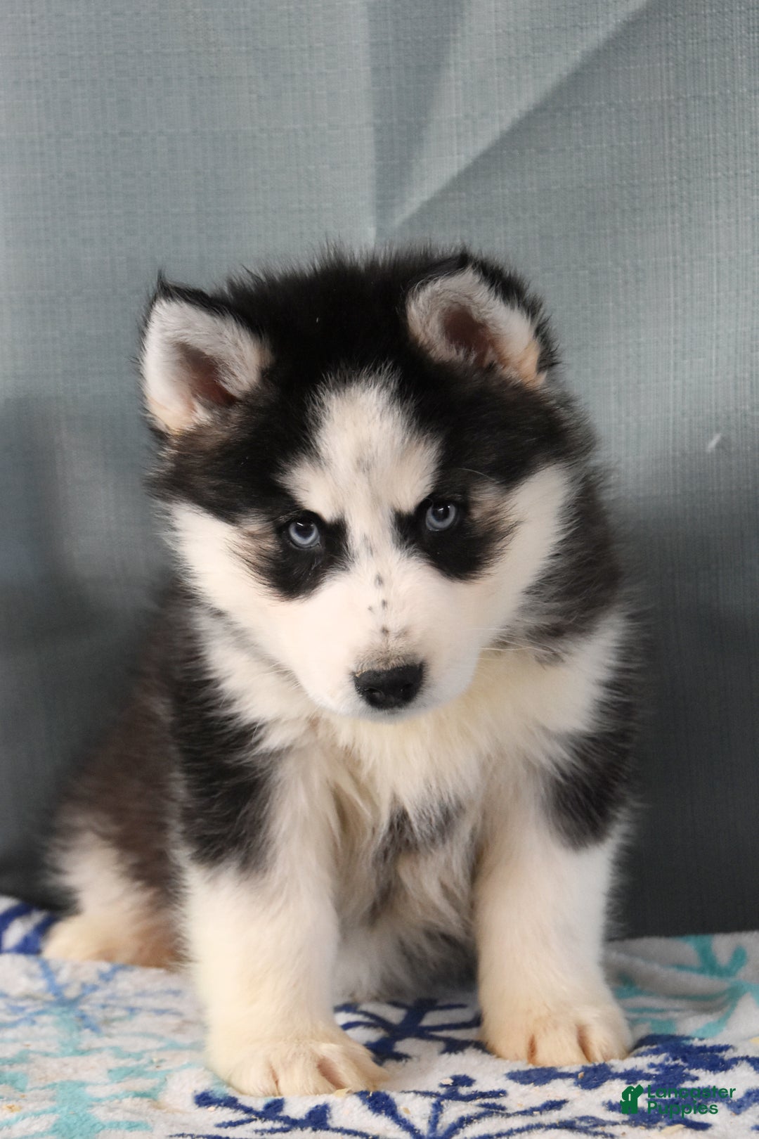 Siberian Husky dogs for sale: Zeus - Ad 2