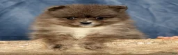 Pomeranian dogs for sale: Levi - Ad 5