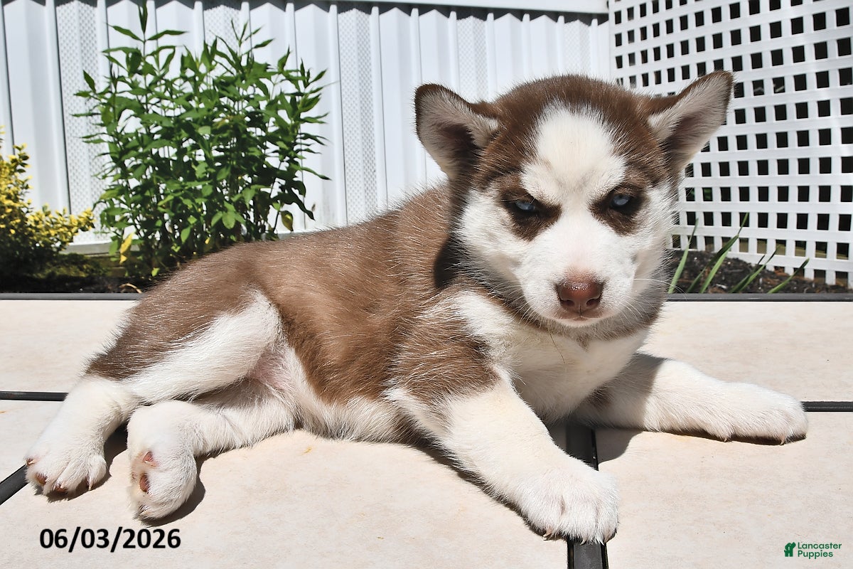 Siberian Husky dogs Carmel - Ad 1