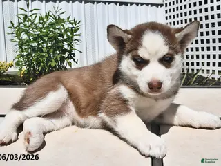 Siberian Husky dogs for sale: Carmel - Ad 3
