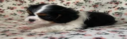 Cavalier King Charles Spaniel dogs for sale: Miracle - Ad 20