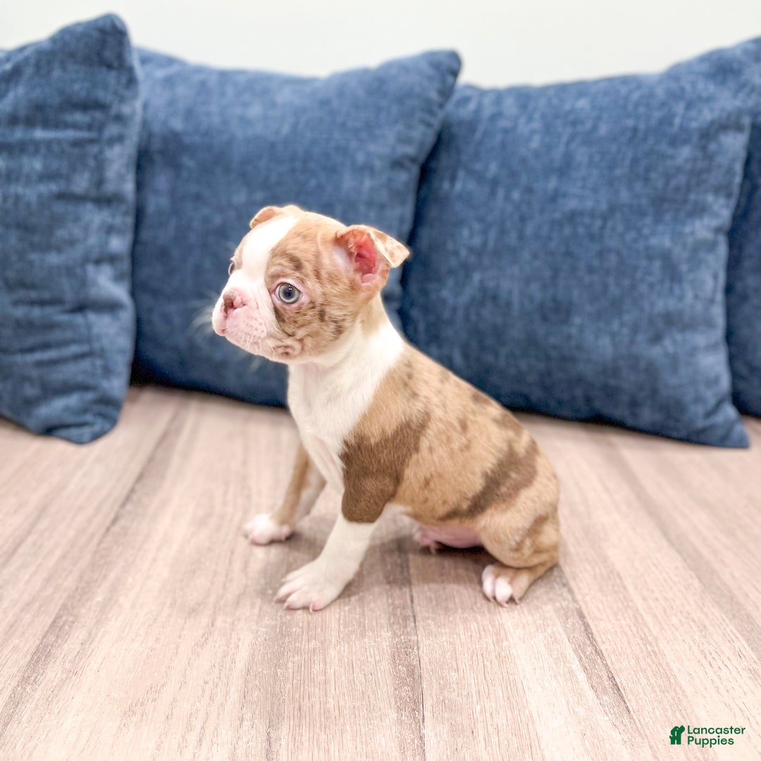 Boston Terrier dogs for sale: Asher - Ad 2