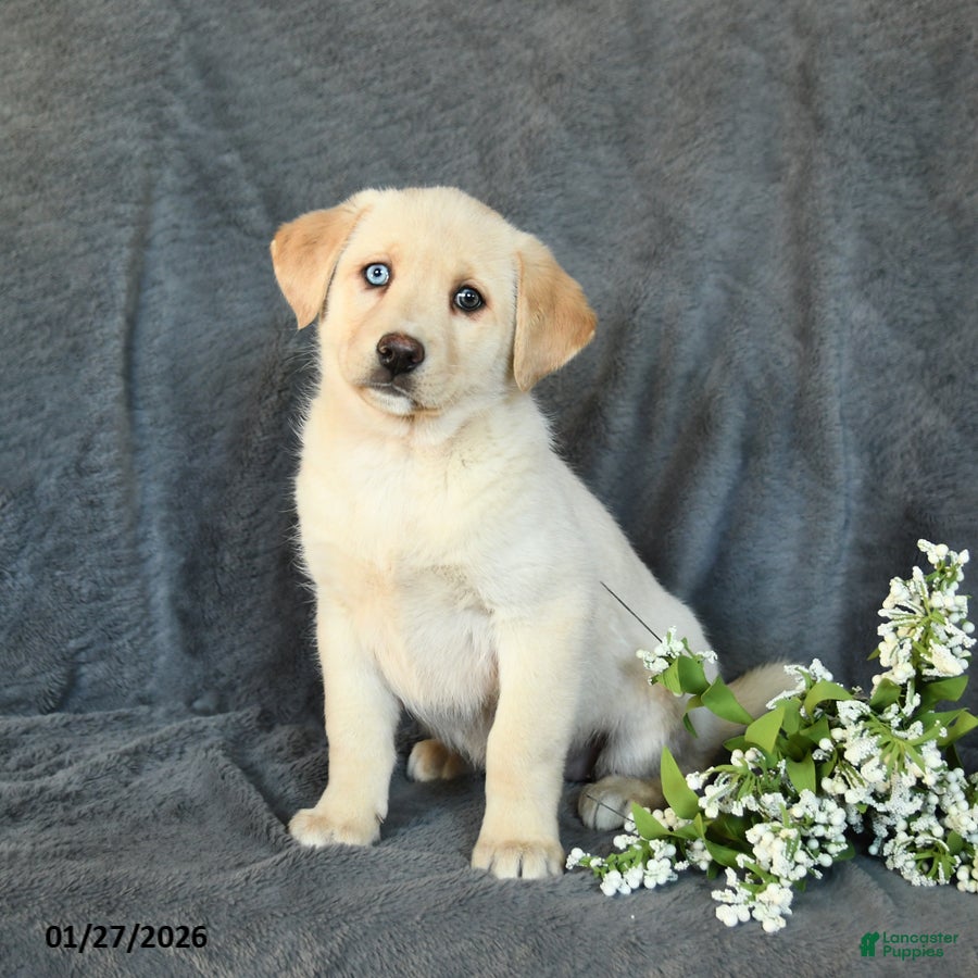 Mixed Breed dogs Flower - Ad 42