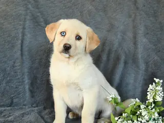 Mixed Breed dogs Flower - Ad 42