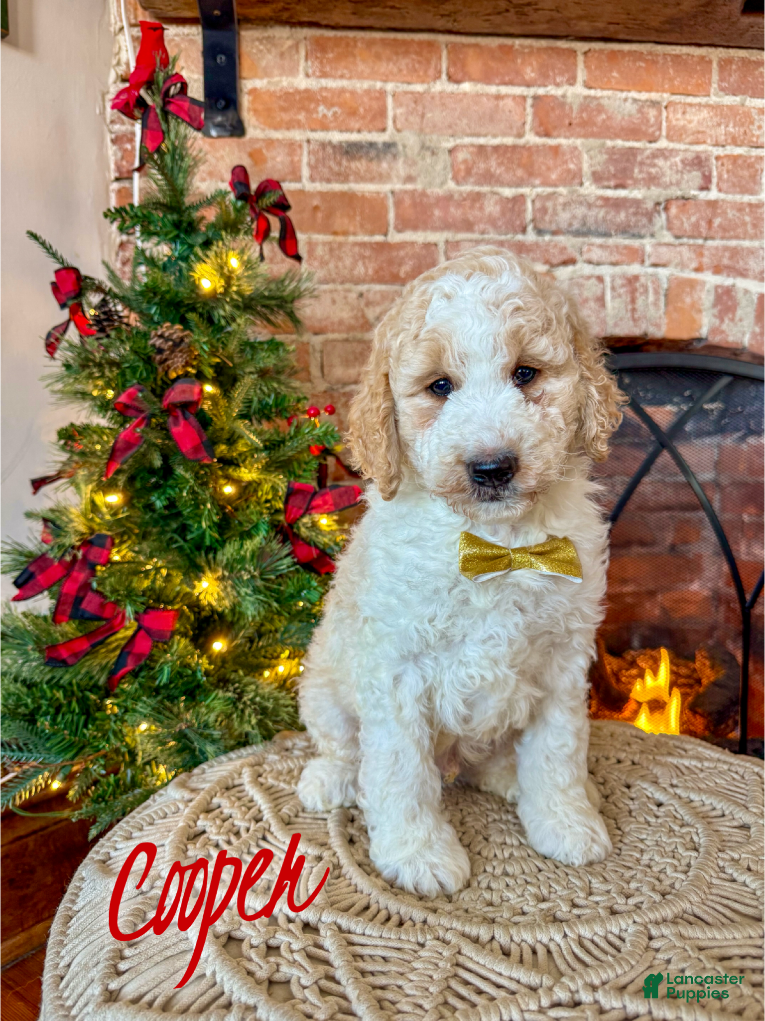 Mixed Breed dogs Cooper - Ad 37