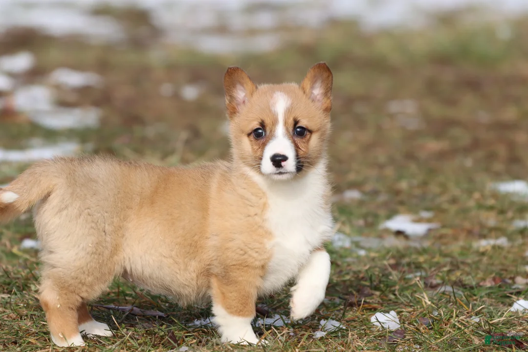 Welsh Corgi Pembroke dogs for sale: Boots - Ad 4