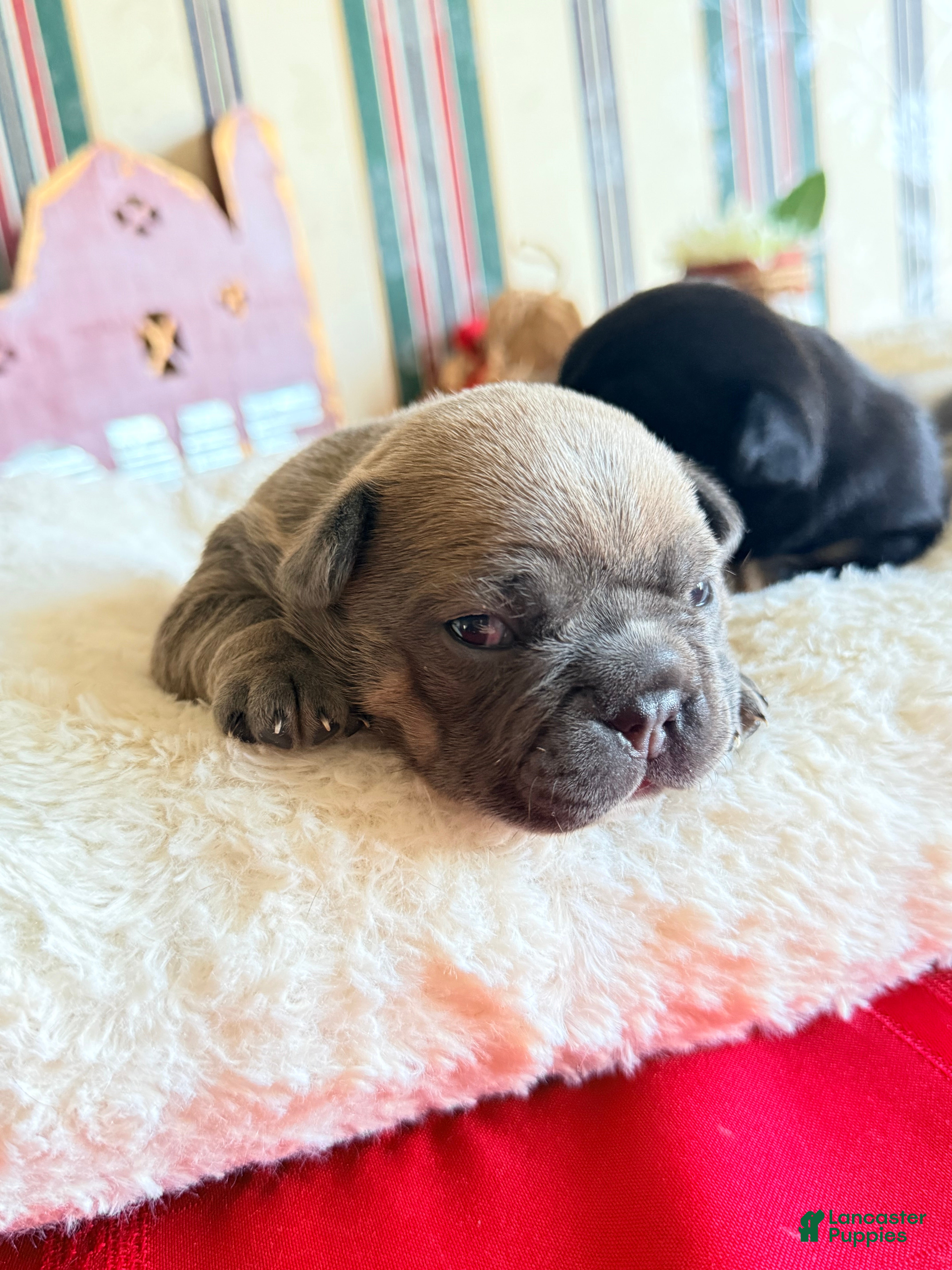 Frenchton dogs Frenchton Puppy 1. (Leo) - Ad 1