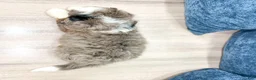 Mini Bernedoodle dogs for sale: Sadie - Ad 5