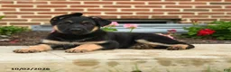 German Shepherd dogs for sale: Lotta - Ad 6