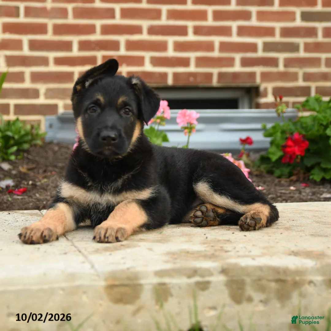 German Shepherd dogs for sale: Lotta - Ad 6