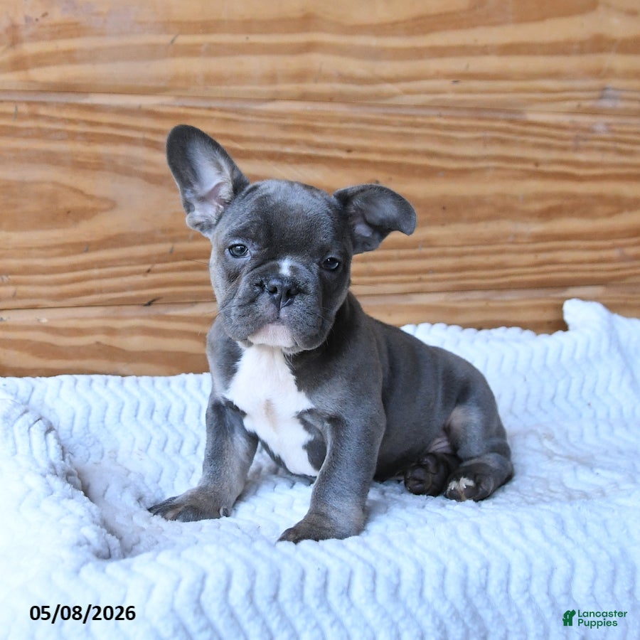 French Bulldog dogs for sale: Hippo - Ad 2